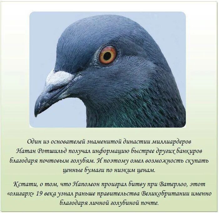 Вес голубя. Интересные голуби. интересные факты о голубе. факты о голубях. интересное про голубя истории.