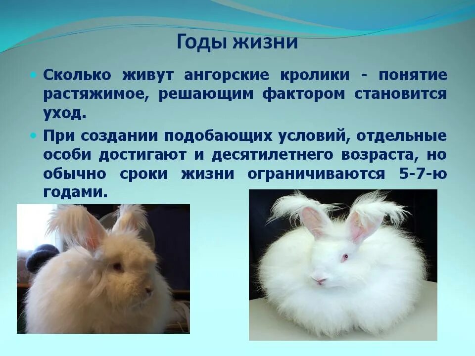 Продолжительность жизни домашних кроликов. Срок жизни домашнего кролика. Продолжительность жизни декоративных кроликов. Кролик домашний декоративный срок жизни.
