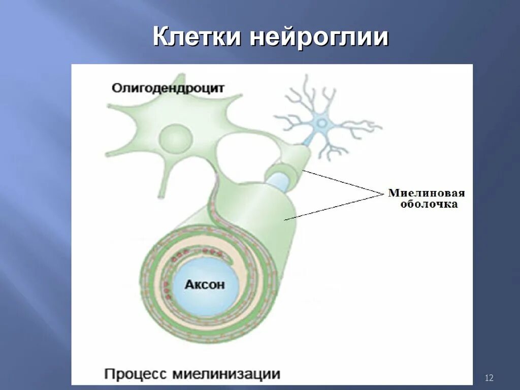 Функция миелиновой оболочки аксонов. Миелиновая оболочка нейрона. миелиновая оболочка и олигодендроциты. строение миелиновой оболочки. шванновские клетки и миелиновая оболочка.