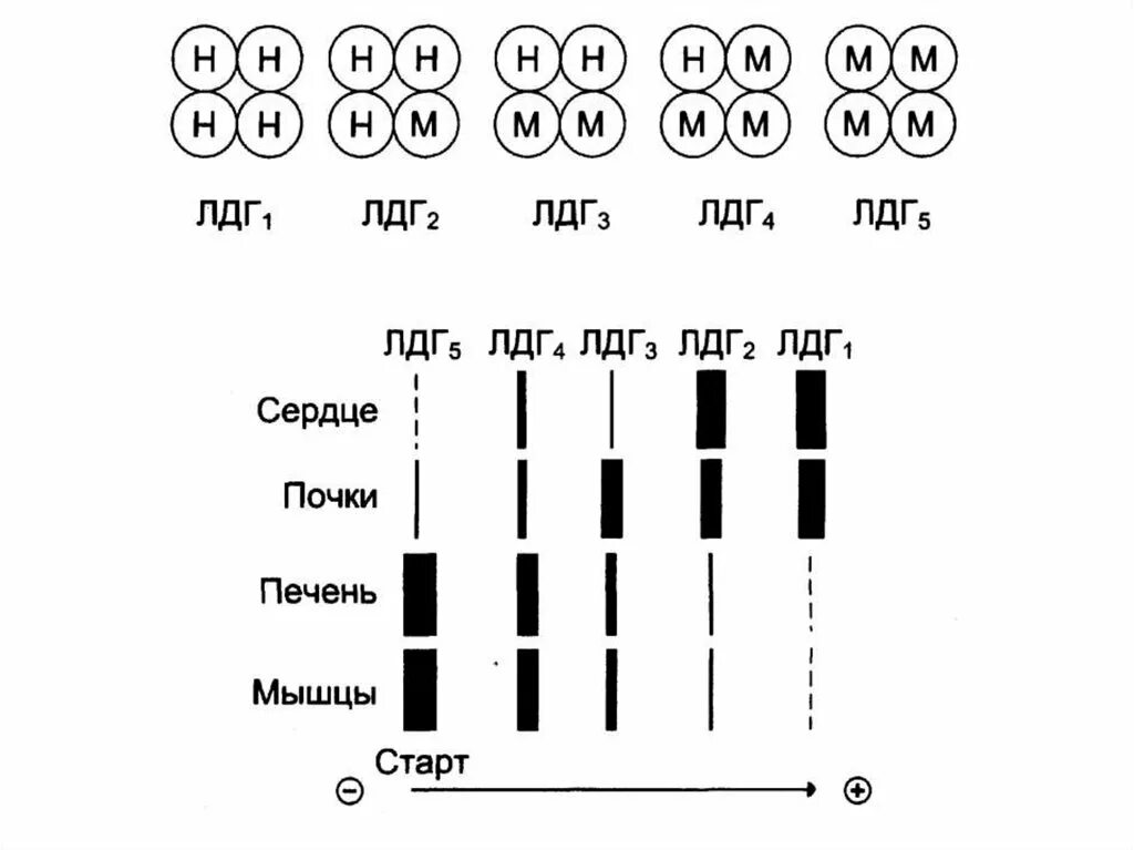 Лдг понижен. Лдг 1 2 3 4. лдг строение. лдг биохимия. изоформы лдг.
