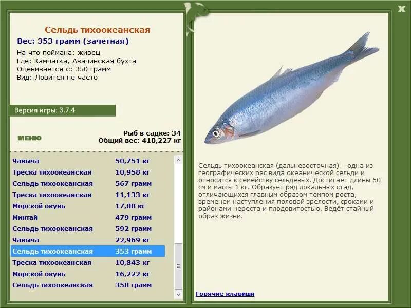 Сколько можно ловить рыбы. На что ловится селедка. Где ловится сельдь. Где ловят селедку. Русская рыбалка 3 сельдь Тихоокеанская.