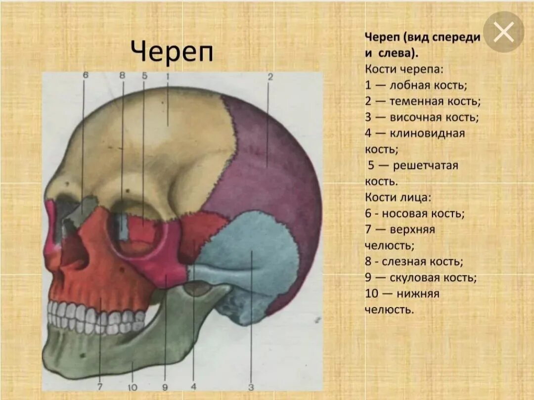 Термин череп. Клиновидная и лобная кость черепа. Скелет черепа теменная кость. Кости черепа теменная кость анатомия. Теменная кость черепа строение.