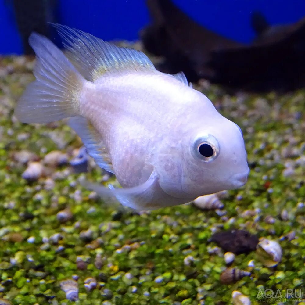 Сапфировые рыбки. Платиновый попугай цихлида. попугай платиновый cichlasoma sp. (гибрид). аквариумные рыбки hybrid cichlid. цихлида попугай панда.