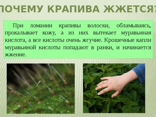 Крапива колется. Почему крапива жжется. Зачем крапива жалит. Почему крапива жалит. Почему крапива обжигает.