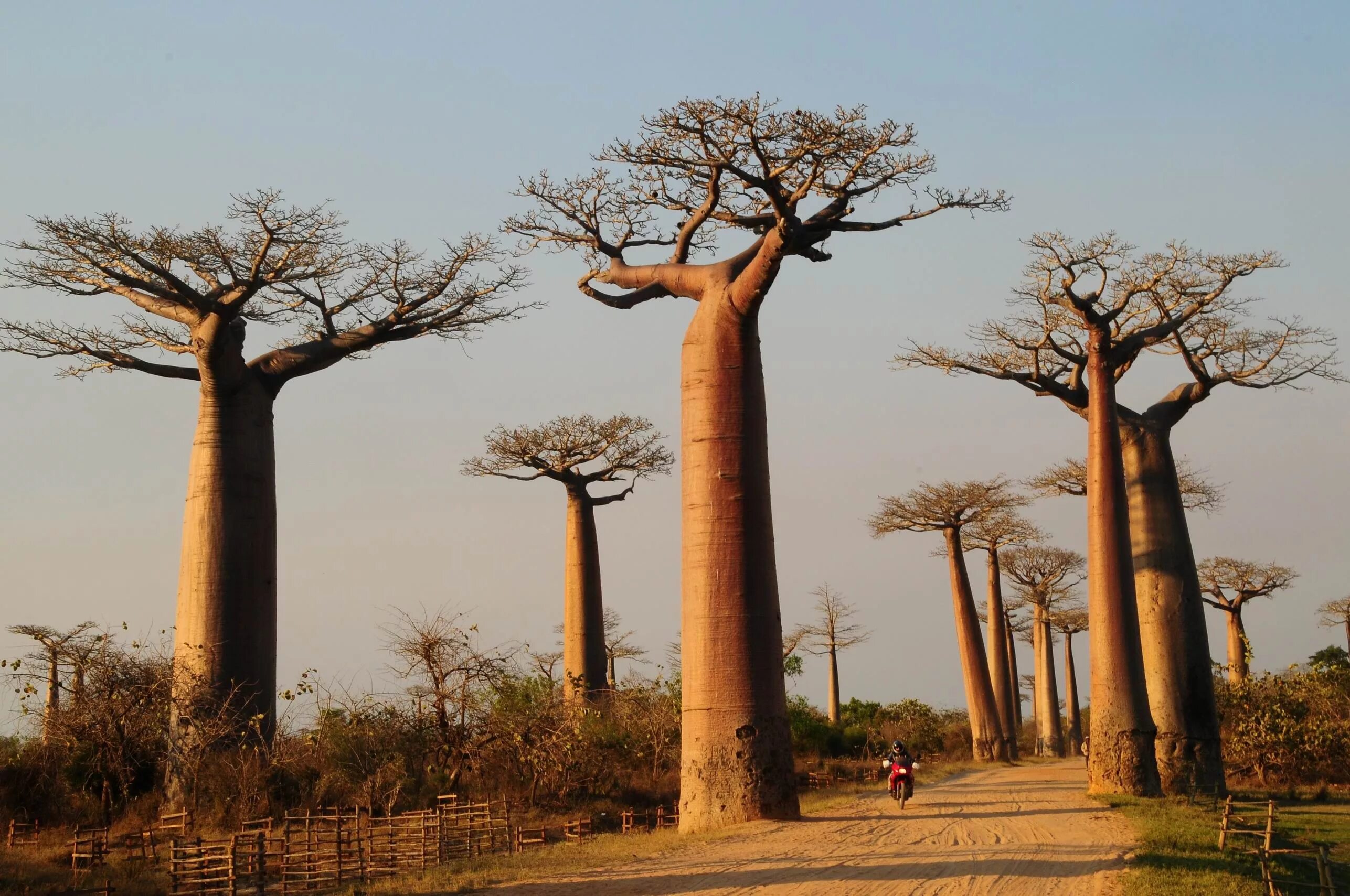 Бутылочное дерево природная зона. Растения Африки баобаб. Баобаб в саванне Африки. Баобаб и зонтичная Акация. Баобаб Санлэнд.