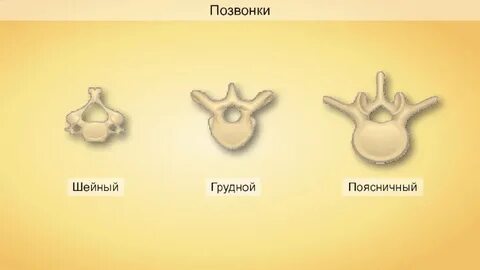 Кожное дыхание один шейный позвонок