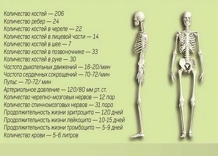 Сколько всего костей у чело. Сколькокосетй в человеке. Сколько костей у человека всего в теле. Сколько костей в скелете человека.