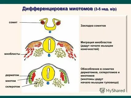Дифференцировка тканей зародыша