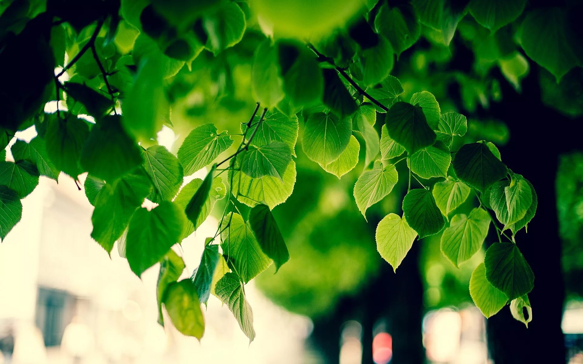 Leaves on the back. Листва. Листва деревьев. Зеленый лист. Листья деревьев.
