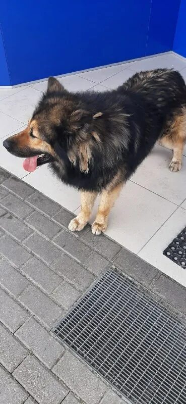 дворняга. потеряшки брянская область. потеряшки брянская область. собака убегает. контик собака.