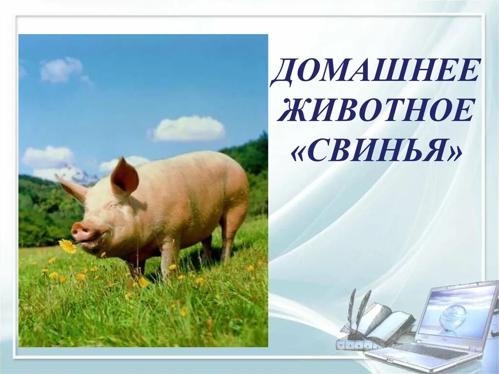 Сообщение о свинье. Домашние животные свинья. Свинья проект. Свинья для презентации. Презентация о домашнем животном свинья.