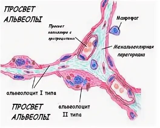 Альвеолы какая ткань