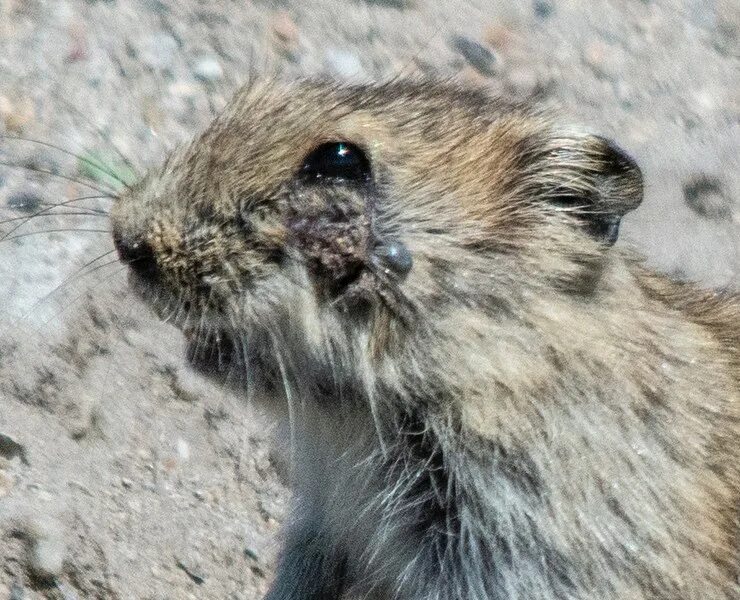 оленья кровососка. лосиная кровососка клещ. клещ диких животных. иксодовые клещи пироплазмоз. оленья кровососка клещ.