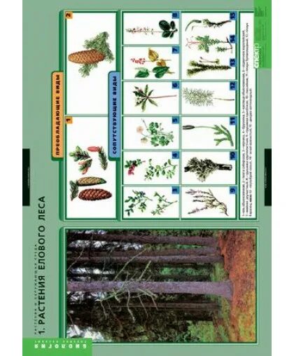 Производители органического вещества в еловом лесу. Растения биология. Комплект таблиц "растения и окружающая среда" (7 таблиц). Учебные таблицы по биологии. Растения леса таблица.