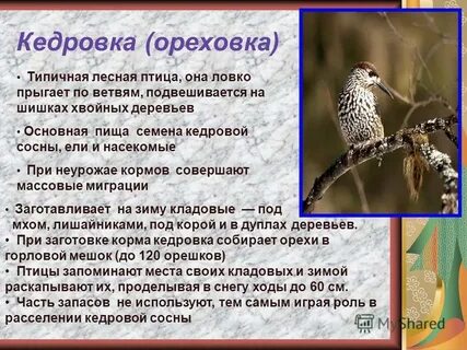 Лесные птицы описание