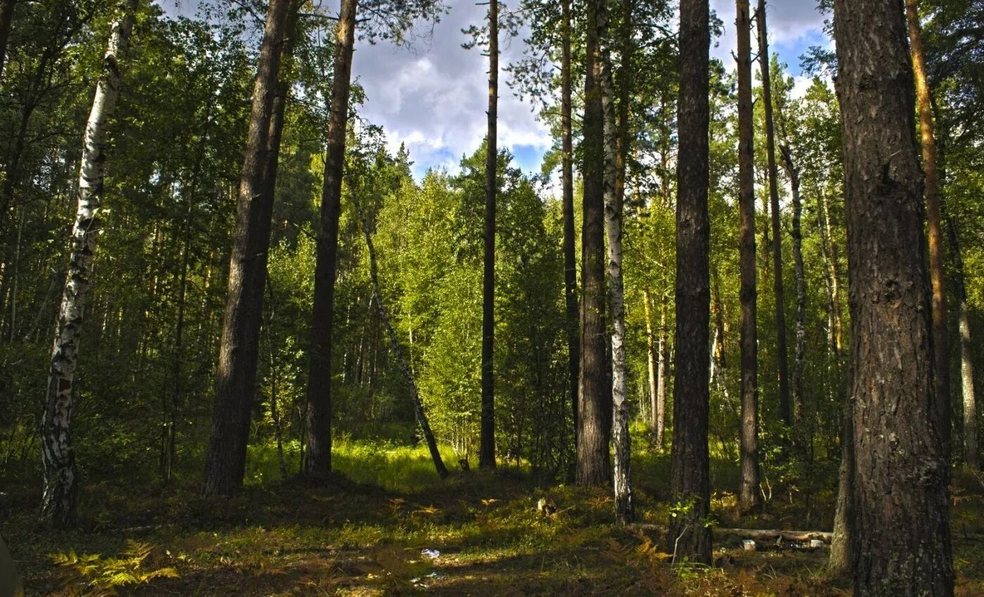 Солотча парк. Солотчинский лес Рязань. Сосновый лес Солотча. Край леса Солотча. Солотча природа.