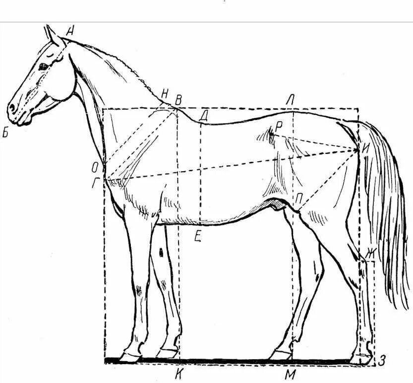 Какая длина лошади. Анатомия лошади тяжеловоза. Промеры лошади спереди. Правильный экстерьер лошади. Пропорции лошади.