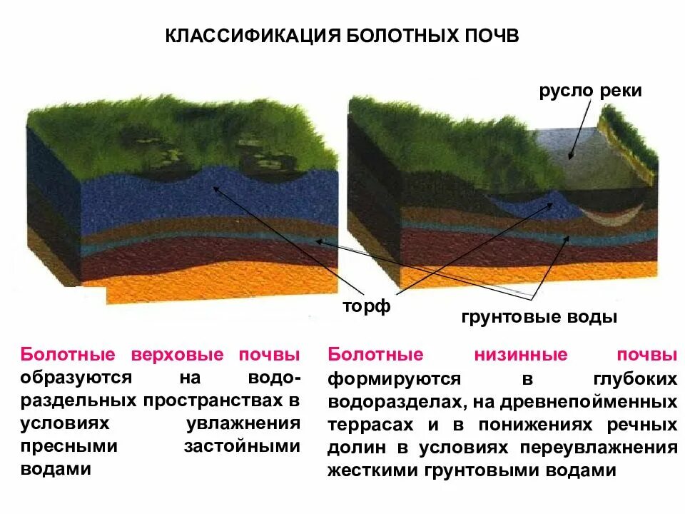 Торфяные болотные почвы. Классификация болотных почв. Болотные низинные почвы. Болотные верховые и низинные почвы. Болотные почвы условия образования.