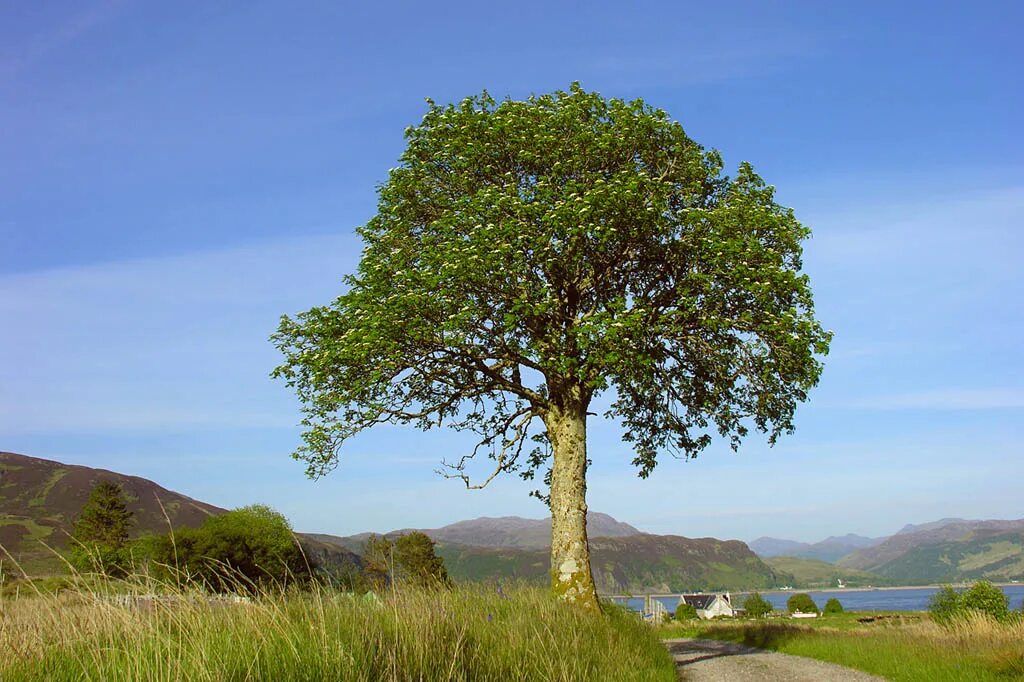Tree 1 1. One tree. ცირცელი картинки. long tree. дерево один штук летом фото.