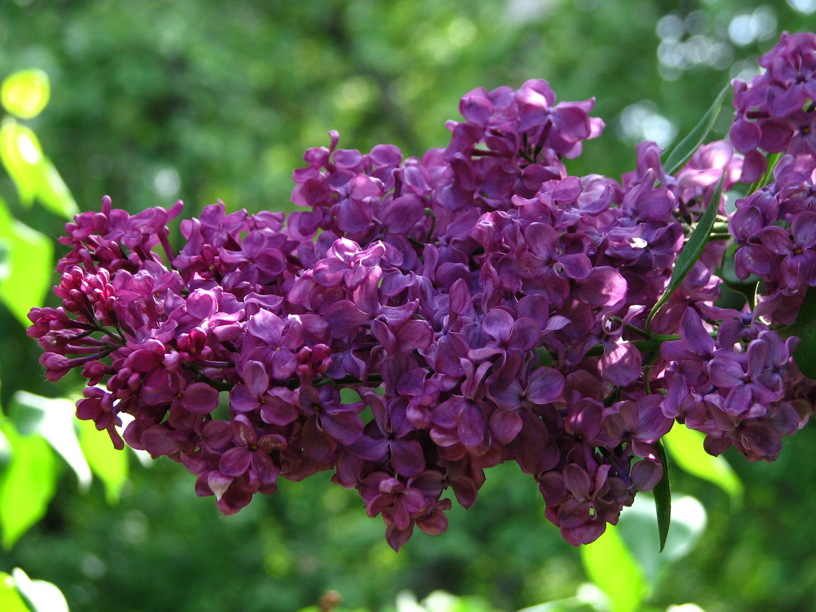 Сирень обыкновенная красная Москва. Сирень красная Москва. Syringa vulgaris фантазия. Syringa vulgaris Taras Bulba сирень. Сирень красная купить