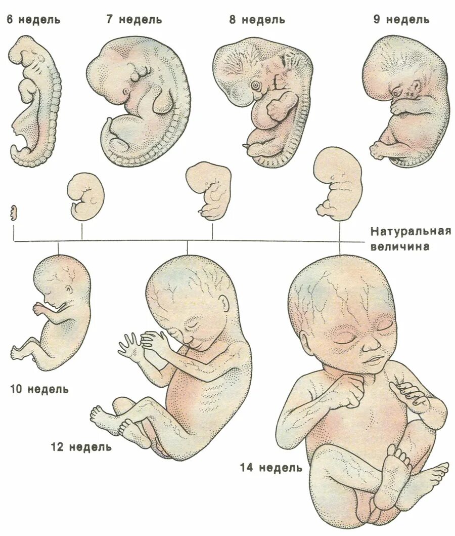 Какие этапы проходит человек после рождения. Стадии развития плода человека по неделям. Этапы развития эмбрион зародыш. Стадии формирования зародыша человека по неделям. Периоды развития плода по неделям в картинках.