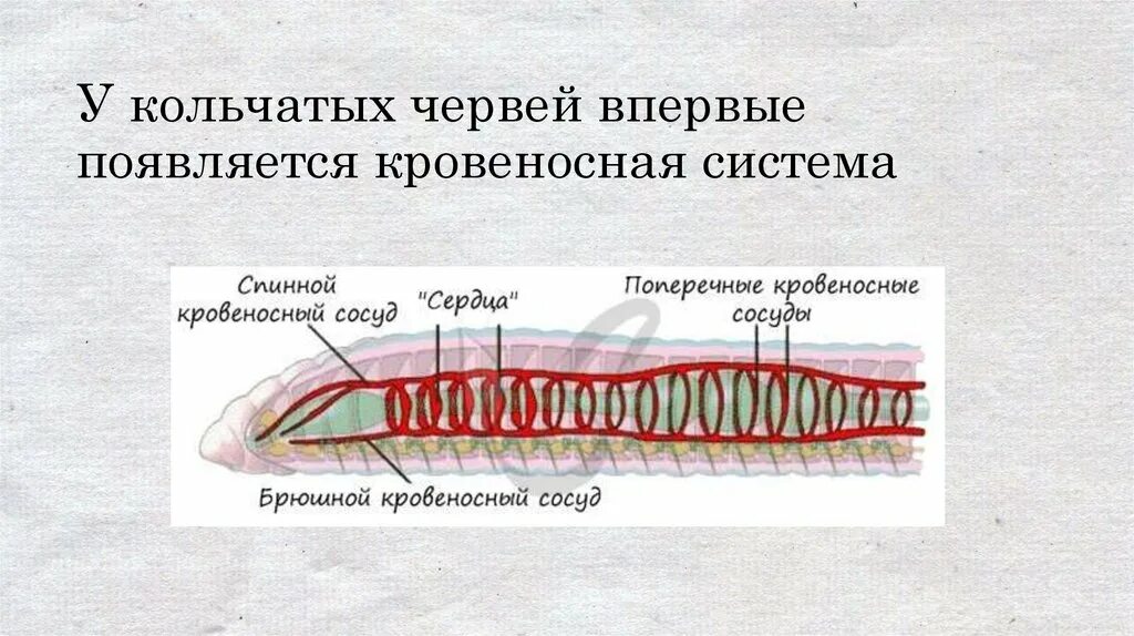 У каких беспозвоночных замкнутая кровеносная система. Кровеносная система беспозвоночных. Эволюция кровеносной системы беспозвоночных. Циркуляторные системы беспозвоночных. Схема кровеносных систем беспозвоночных.