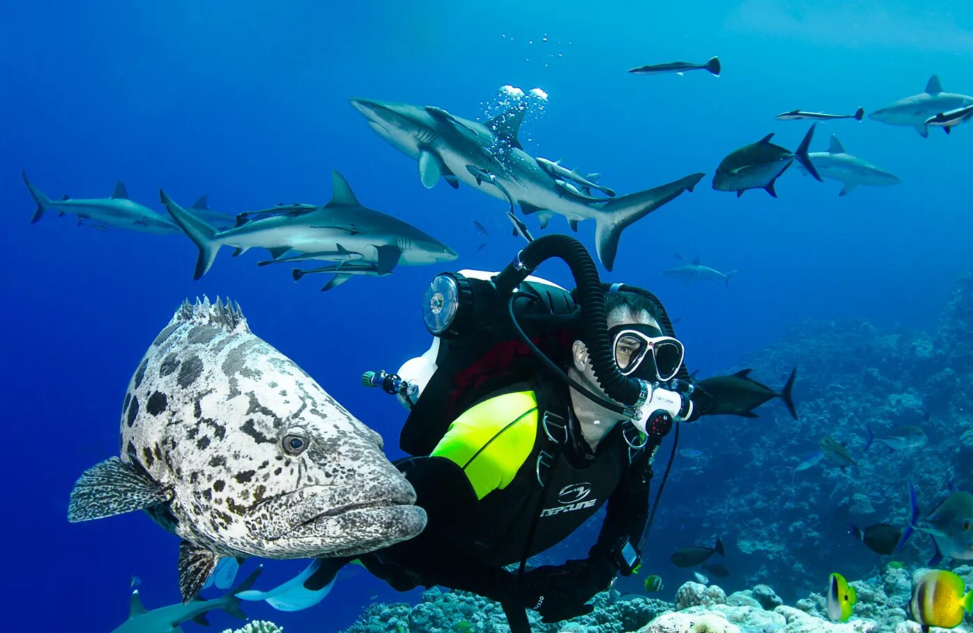Скуба-дайвинг, scuba-diving погружение. Лос-анджелес дайвинг. Дайвер мир. Дайвер мир. Скуба-дайвинг, scuba-diving погружение.