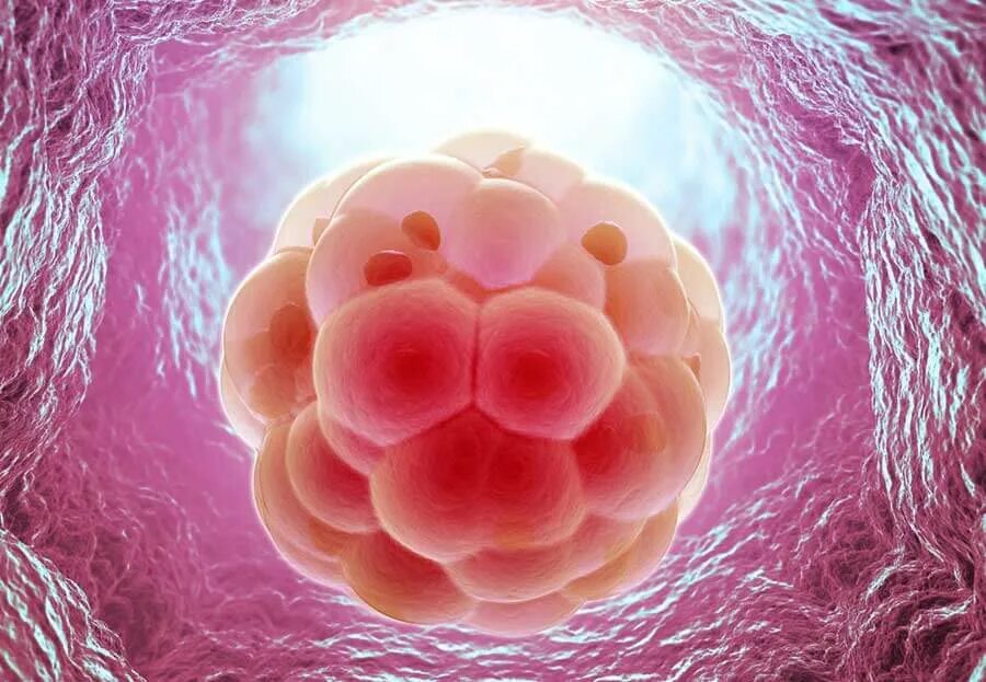 После оплодотворения яйцеклетки и первых. Зигота эмбрион. Клетки морулы. Оплодотворенная клетка.