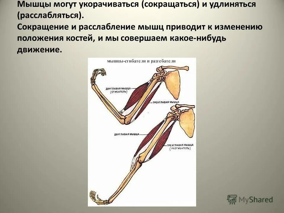 Мышцы сокращаются и расслабляются