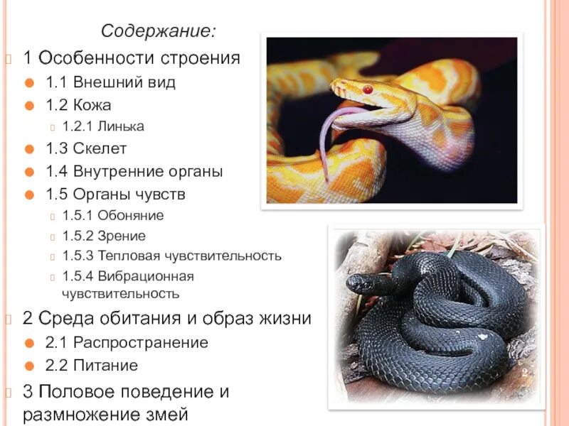 Змея характер людей. Змеи общая характеристика. Содержание змей. Характер змеи. Характеристиках о змеях.