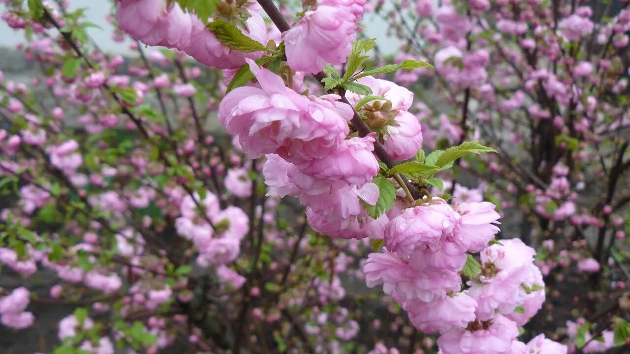 Кустарник цветущий розовыми цветами ранней весной. Кусты цветущие весной. Кустарники цветущие весной. Куст цветет. Весенние кустарники цветущие.