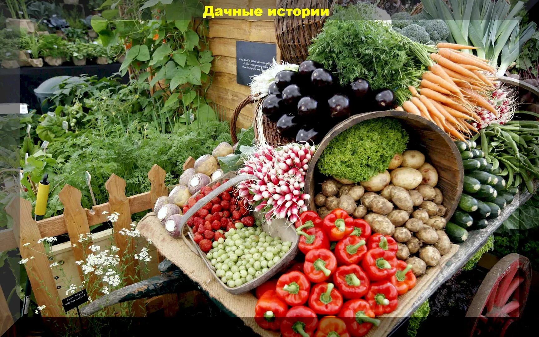 Продать овощи со своего огорода. Овощи на даче. сад и огород. фрукты на даче. дача. урожай.