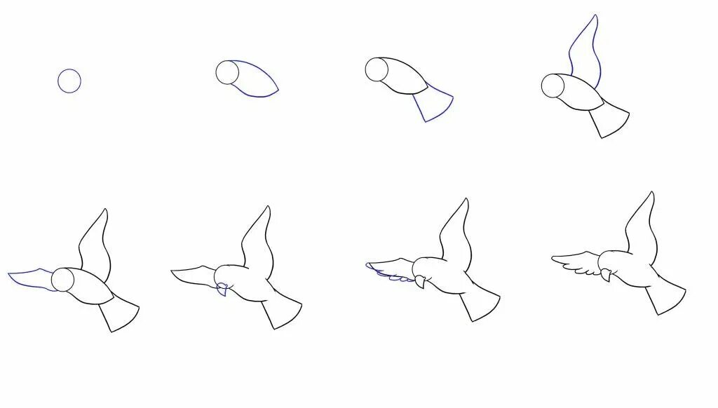 Звуки птицы тутор. Поэтапное рисование птиц. Схема рисования птицы. Этапы рисования птицы. Поэтапное рисование птиц в полете.
