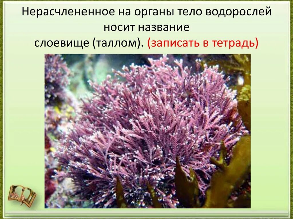 Кораллина водоросль. Литотамнион водоросли. Литотамнион Тип таллома. Литотамния водоросль.