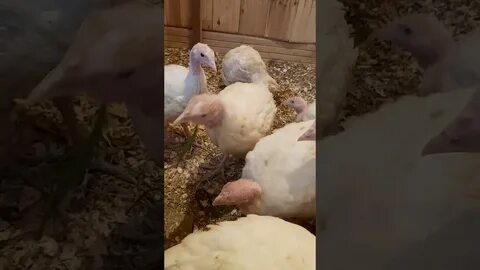 Мейкер индюки описание