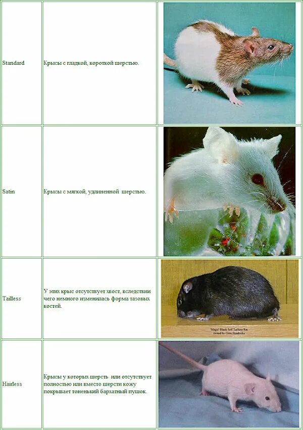 Крыса какая группа