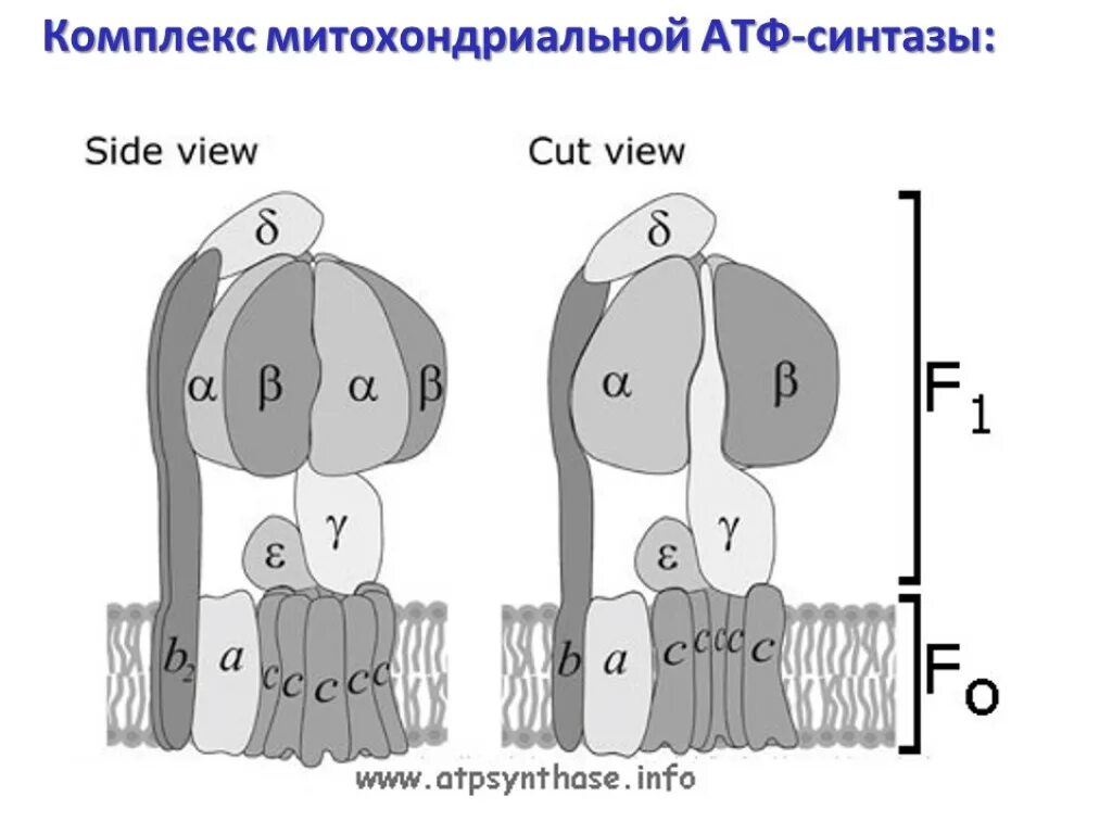 Синтез атф работа протонной атф синтазы. Атф-синтаза прокариот. структурно-функциональная организация атф-синтазы. атф синтетаза строение. атф-синтазный комплекс в митохондриях.