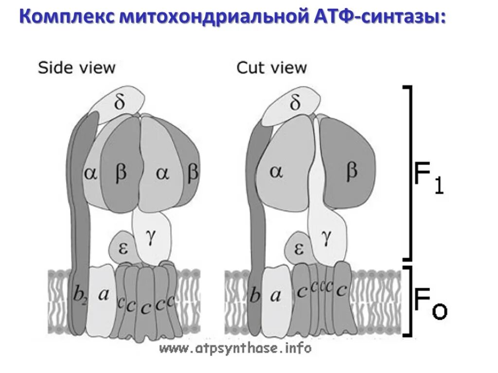 Строение АТФ синтазного комплекса. АТФ-синтаза прокариот. F1 комплекс АТФ синтазы. Структурно-функциональная организация АТФ-синтазы.