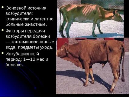 Животные больные туберкулезом