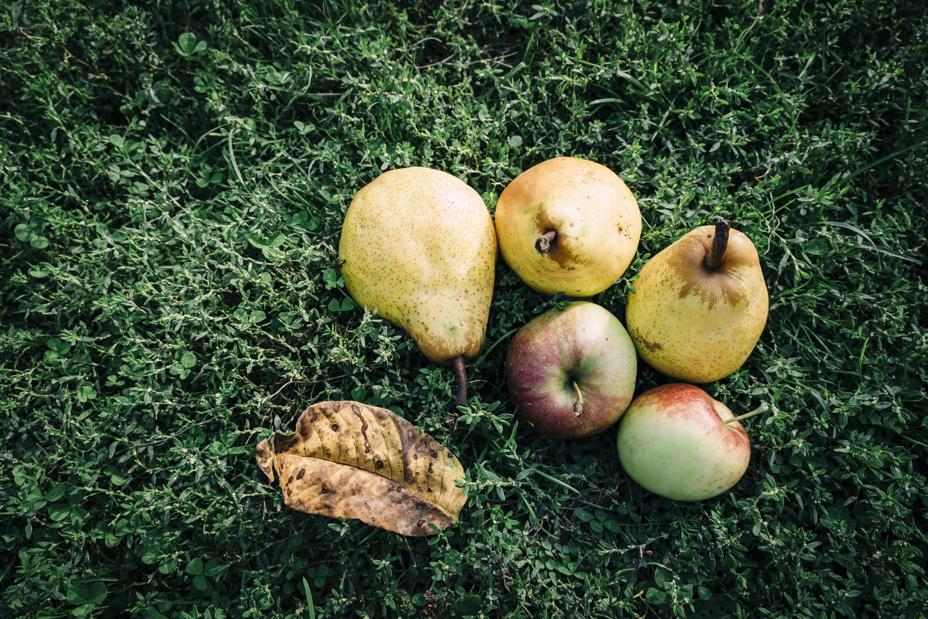Яблоки и груши. Яблоки в саду. Плод яблоко. Яблоки на земле. Яблоко плодовый