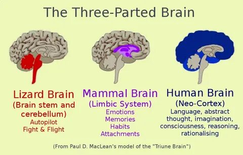 Brain say