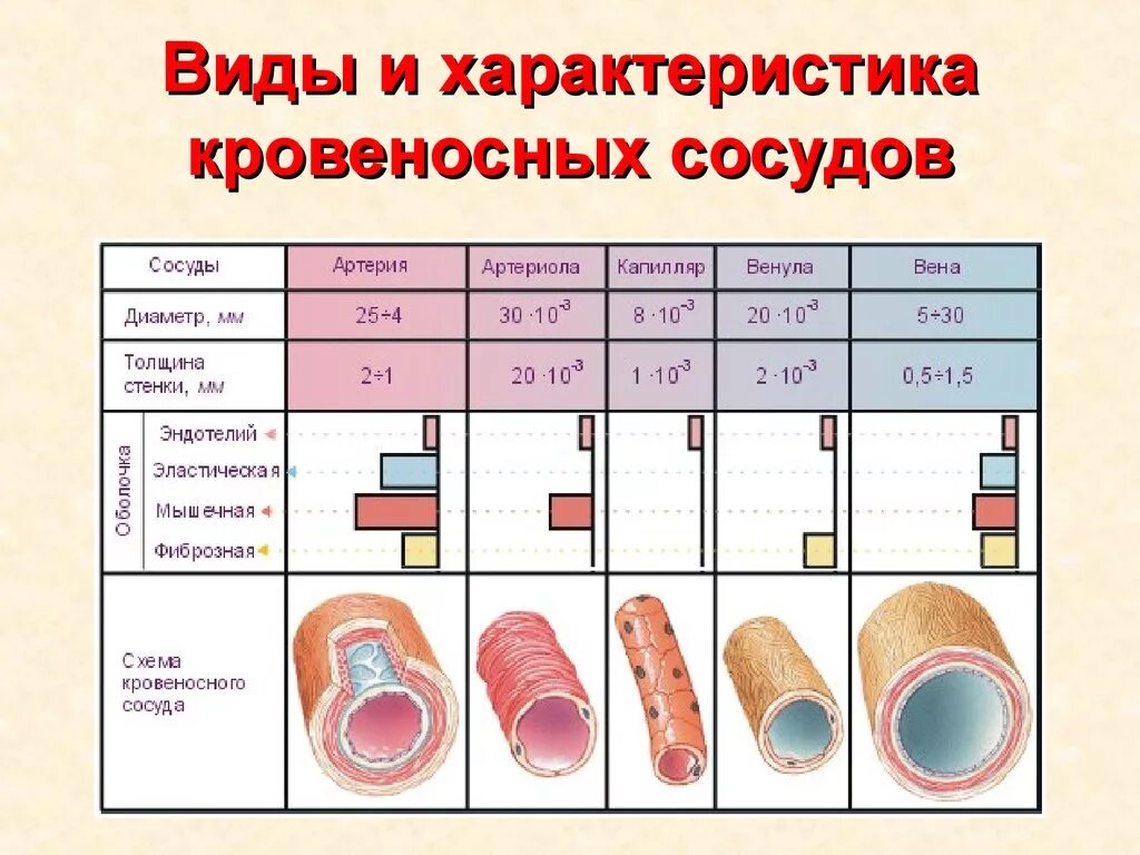 Строение кровеносных сосудов анатомия. Особенности строения кровеносных сосудов артерий вен капилляров. Строение сосудов артерия Вена капилляр. Строение стенки кровеносных капилляров. Вены характеризуются