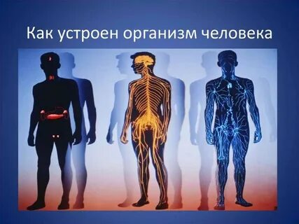 Видеоурок тела человека