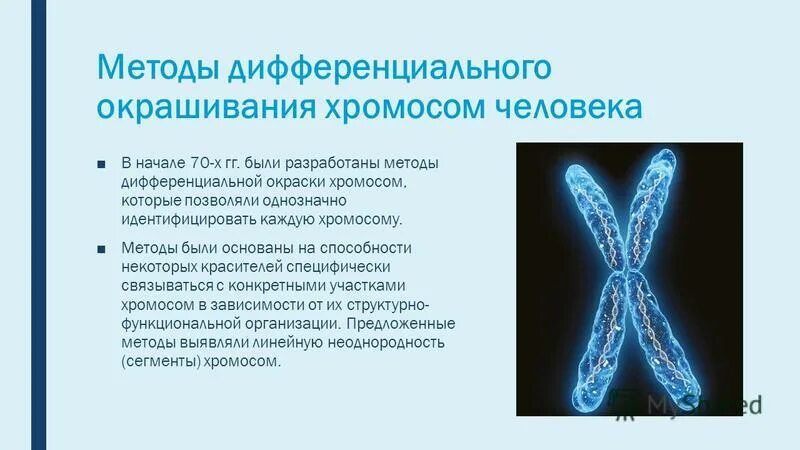 Хромосомы определяют окраску растения. Методы дифференциального окрашивания хромосом. Методы дифференциальной окраски хромосом. Метод дифференциальной окраски хромосом. G-метод дифференциального окрашивания.