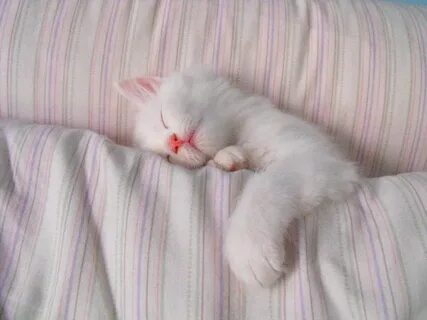 White sleep