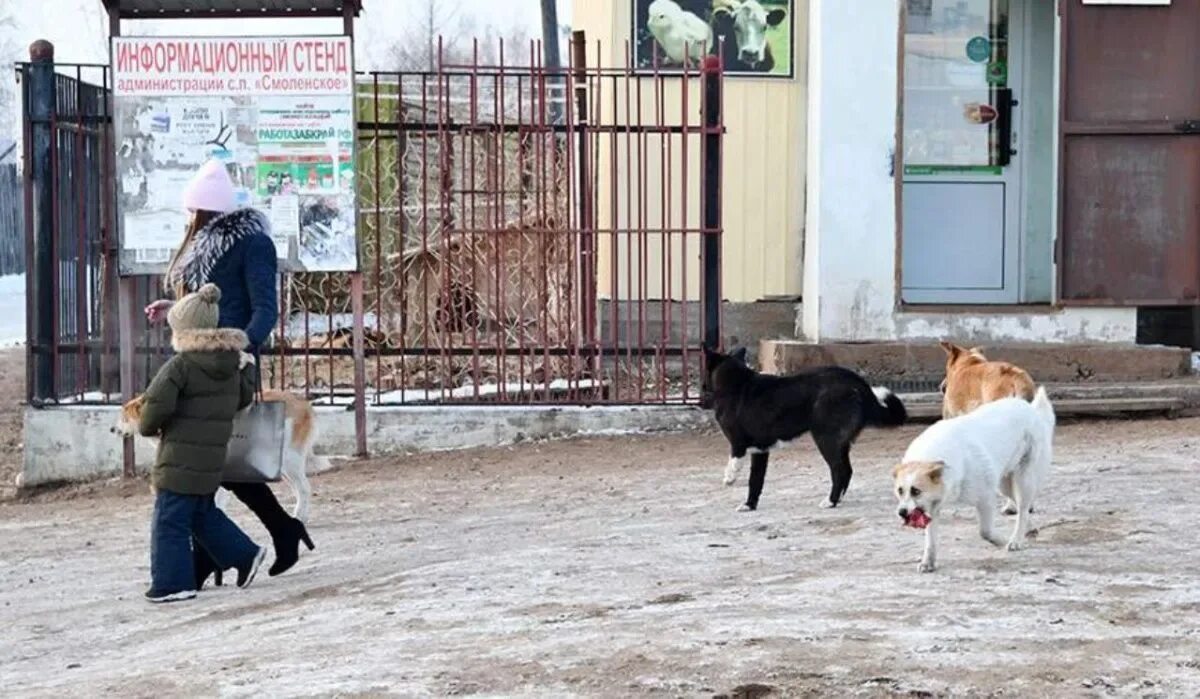 Нападение бездомных. Бродячие собаки. Бродячие собаки нападают. Бездомные животные нападают на людей.