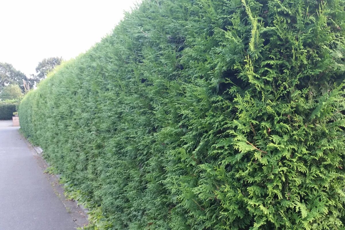 туя золотая смарагд. русский туй. туя шаровидная даника. русский туй. можжевельник скальный спрингбанк описание.