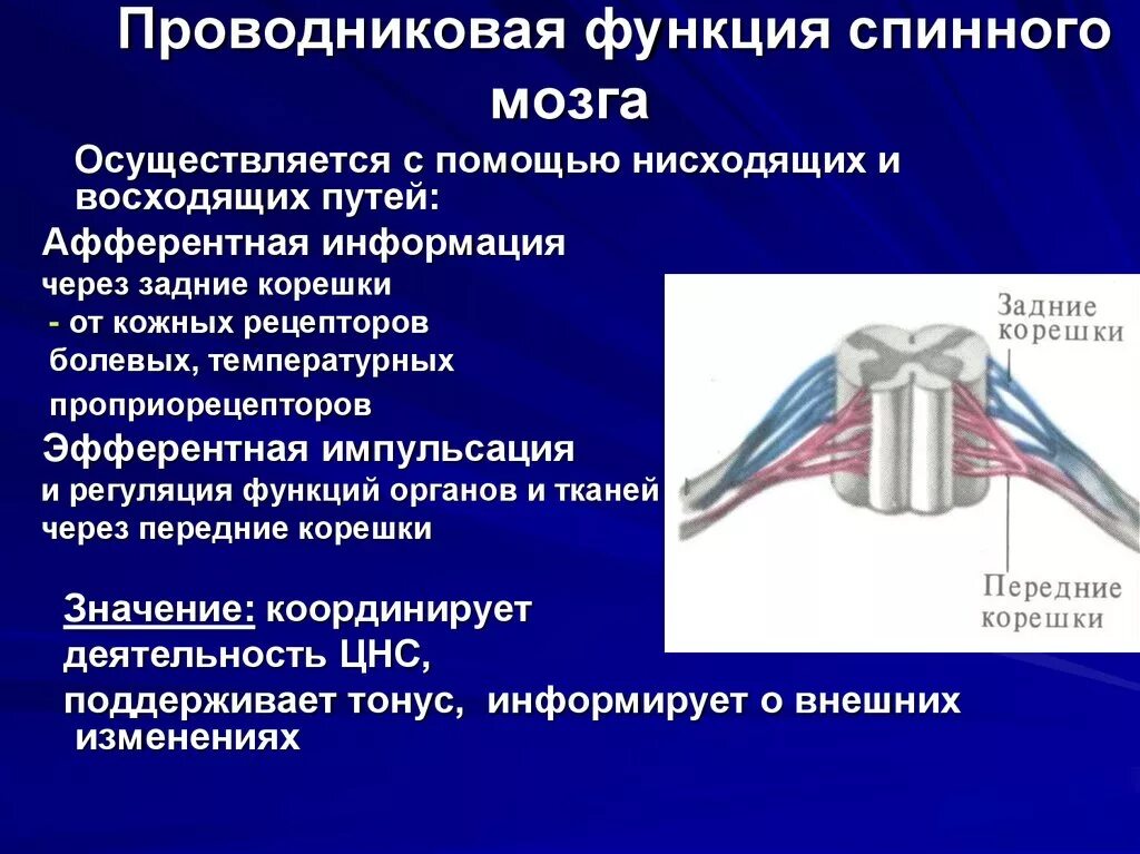 Функции спинномозгового мозга. Рефлекторная и проводниковая функции спинного мозга. Проводниковая функция спинного мозга. Рефлекторная функция спинного мозга осуществляется. Проводниковая функция спинного мозга осуществляется.