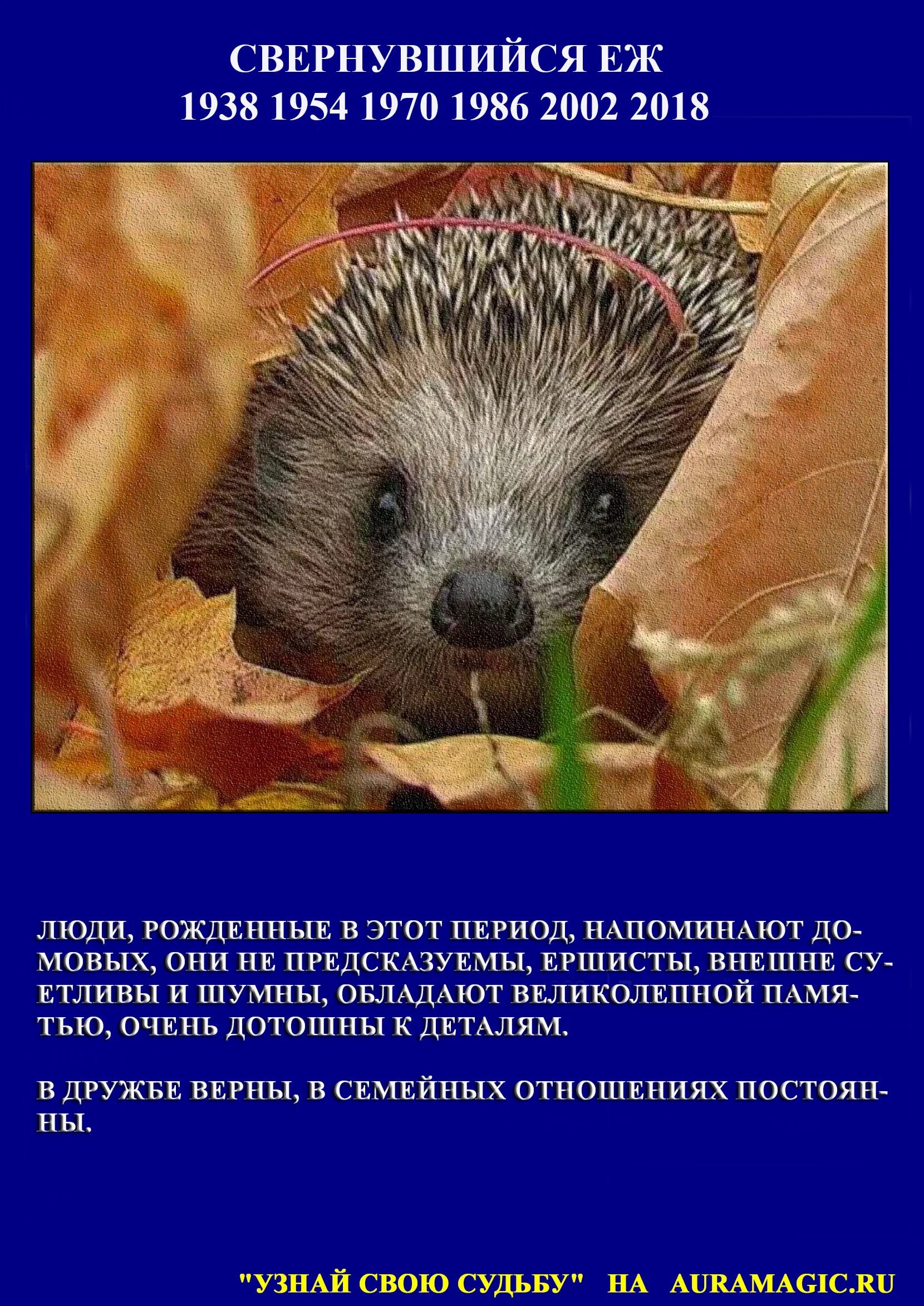 год свернувшегося ежа. свернувшийся еж по славянскому. ежик спит. ёжик аватарка. свернувшийся еж по славянскому календарю характеристика.