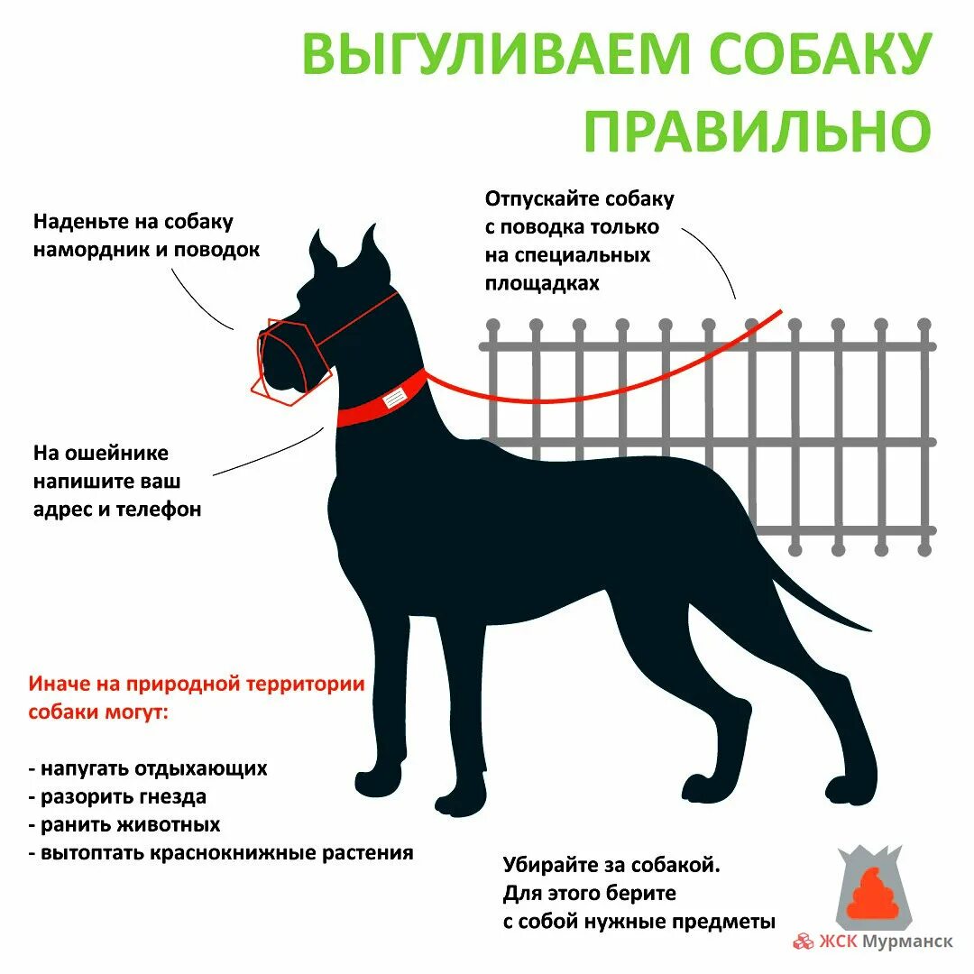 Сколько нельзя гулять после. Как правильно выгуливать собаку. Как правильно выливать собаку. Правила выгула домашних животных. Памятка для собаководов.